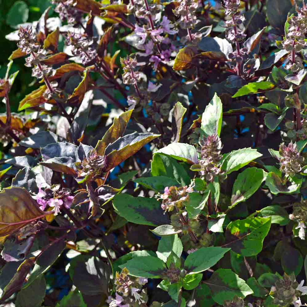 Purple Dark Opal Basil Seeds Ocimum basilicum