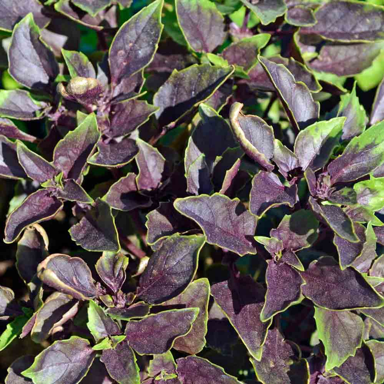 Purple Dark Opal Basil Seeds Ocimum basilicum