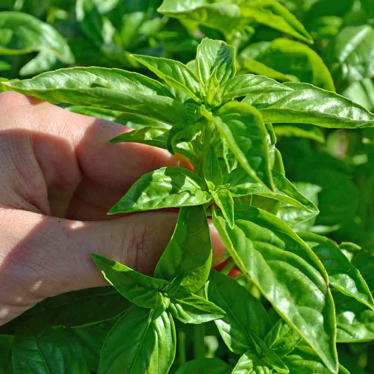 Sweet Basil Seeds Ocimum basilicum