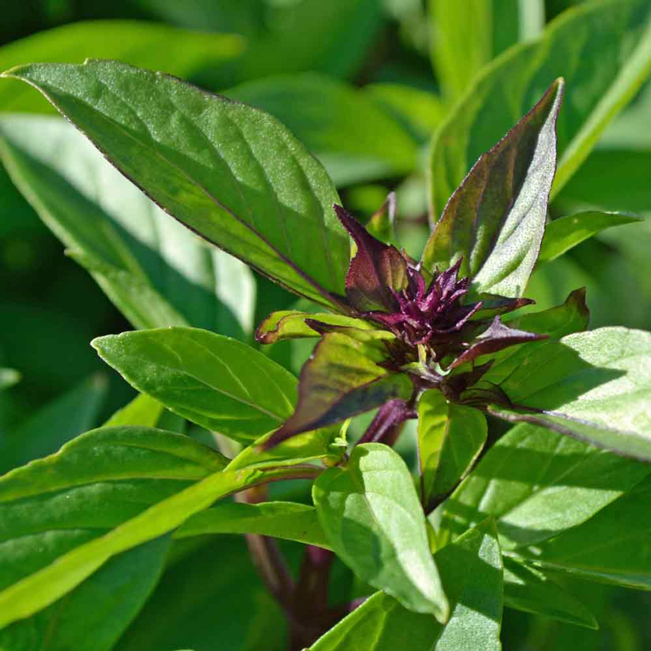 Thai Asian Basil Seeds Ocimum basilicum