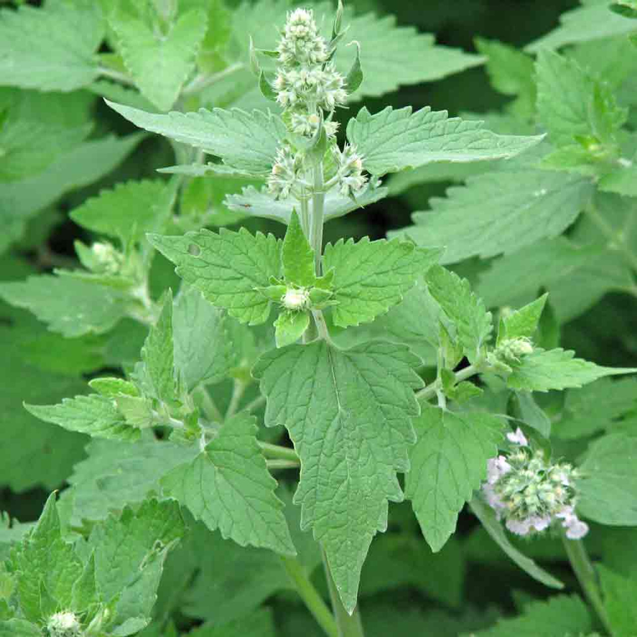 Heirloom Catnip Seeds Terroir Seeds   CatnipBC2  89220.1565290607 