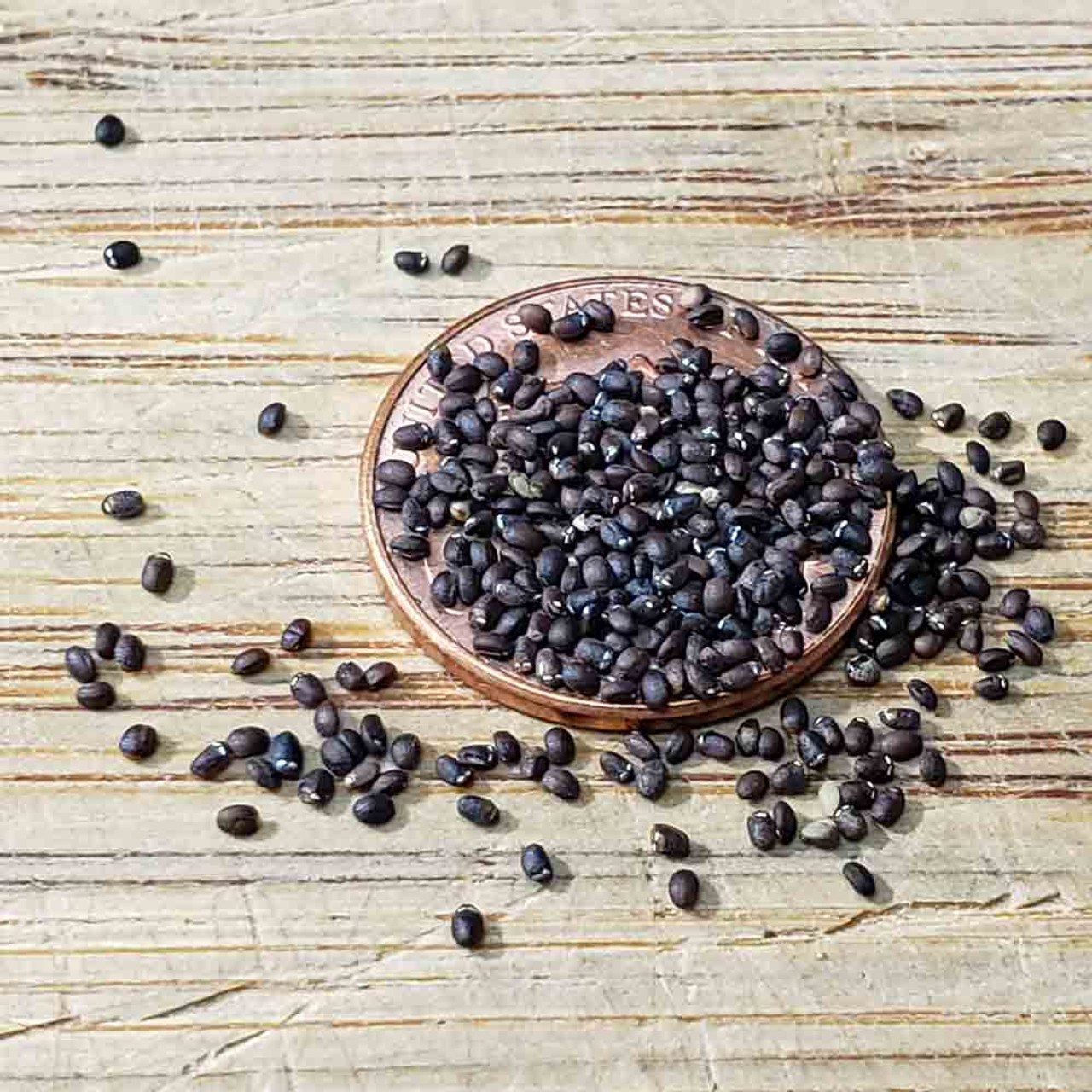 Heirloom Catnip Seeds Terroir Seeds
