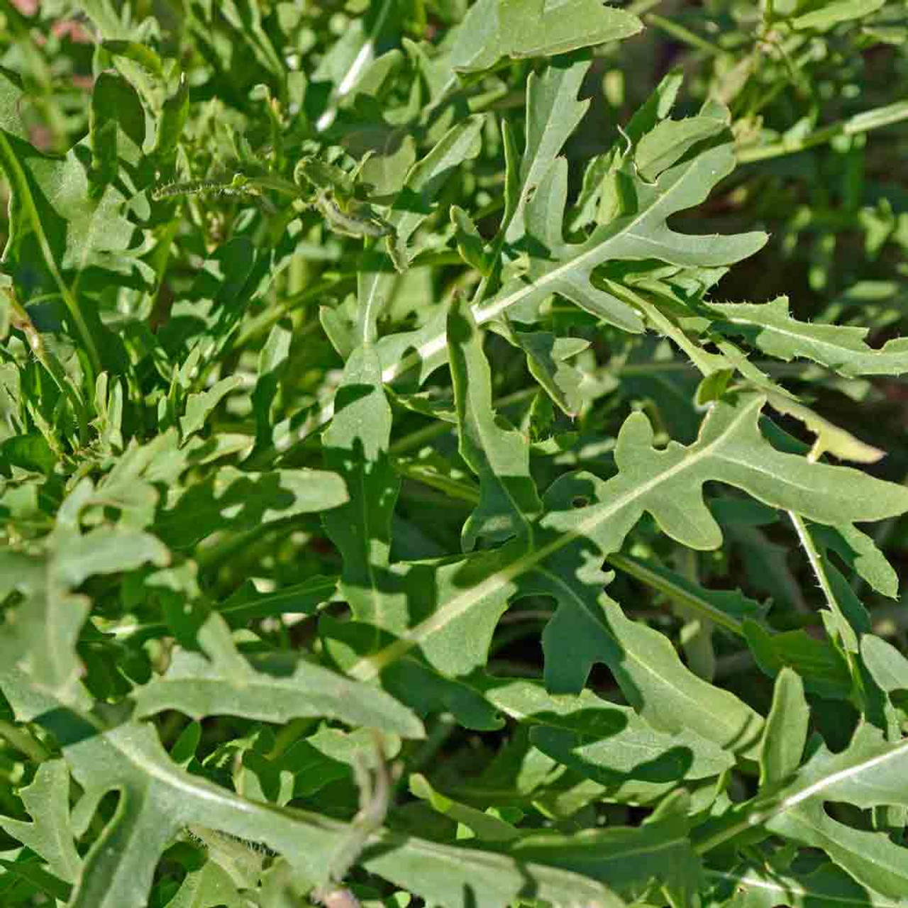 Wild Italian Heirloom Arugula Seeds | Terroir Seeds
