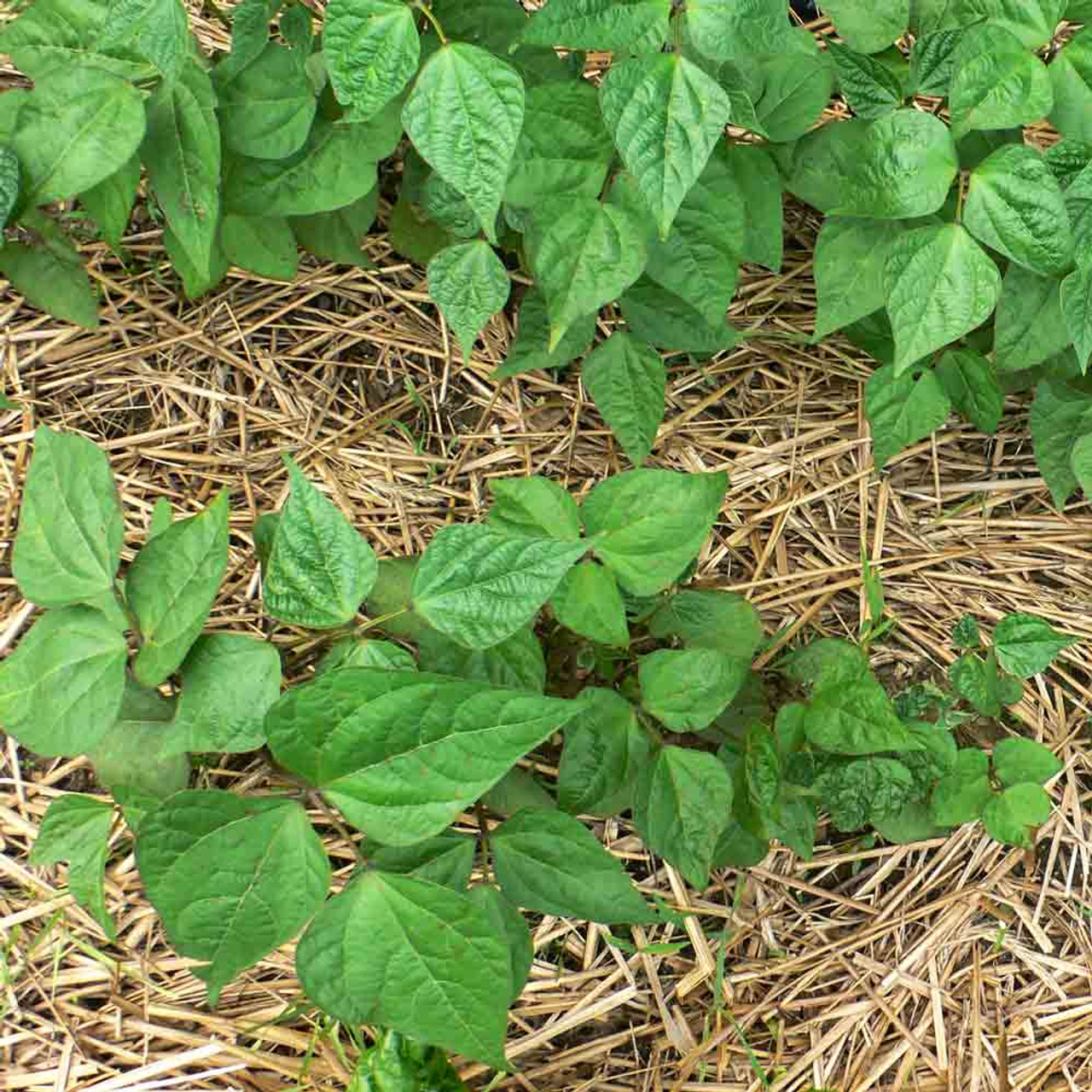 bush green beans plant