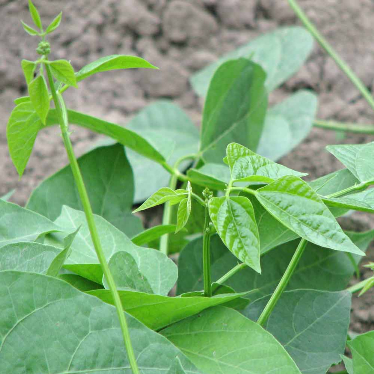 butter bean plant images