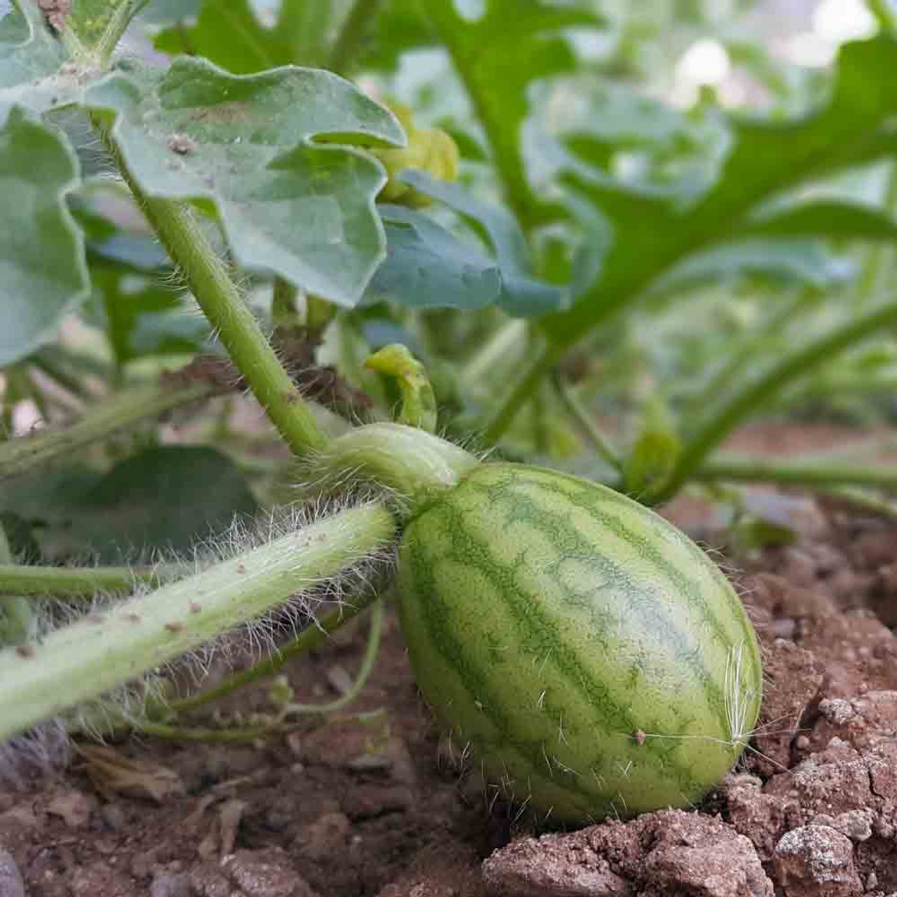 watermelon seedlings