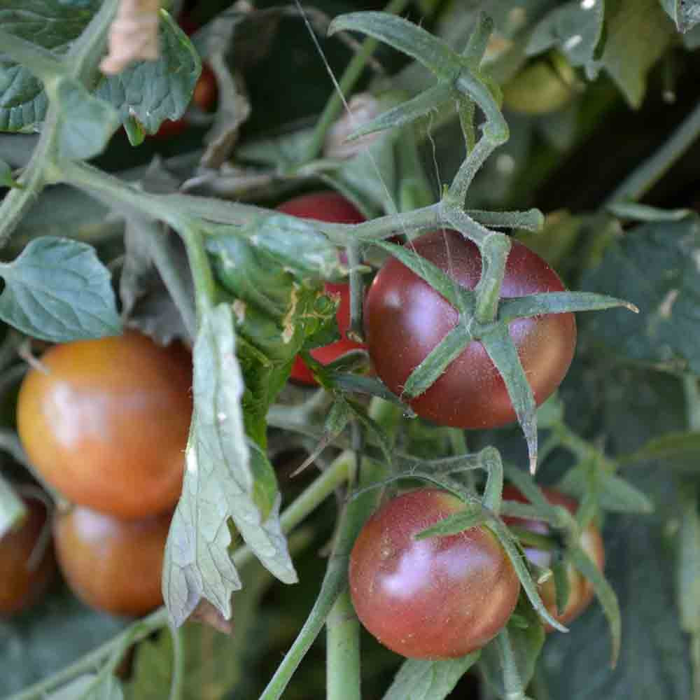 Honkin' Big Black Cherry Heirloom Tomato Seeds | Terroir Seeds
