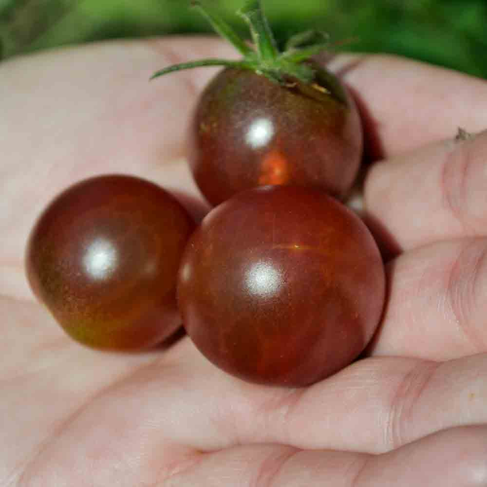 Honkin' Big Black Cherry Heirloom Tomato Seeds | Terroir Seeds