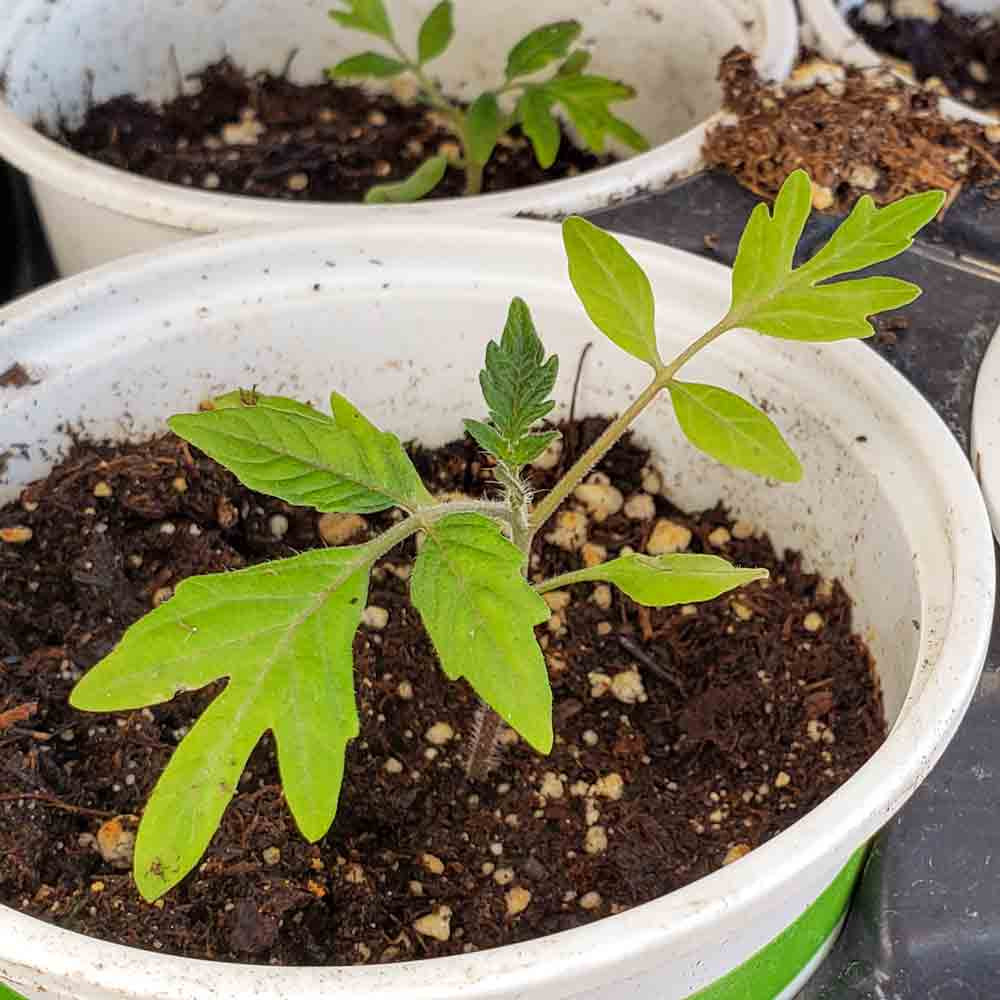 Honkin' Big Black Cherry Heirloom Tomato Seeds | Terroir Seeds