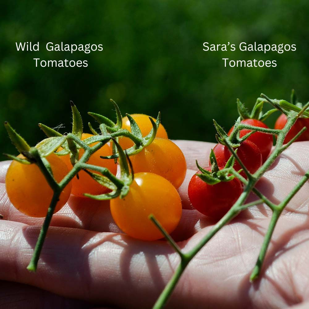 Sara's Galapagos Tomato Seeds | Terroir Seeds