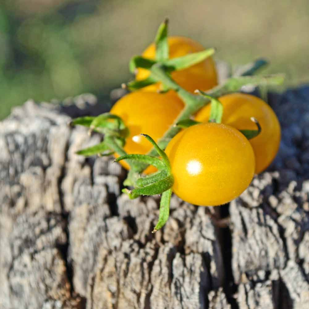 Wild Galapagos Tomato Seeds Terroir Seeds