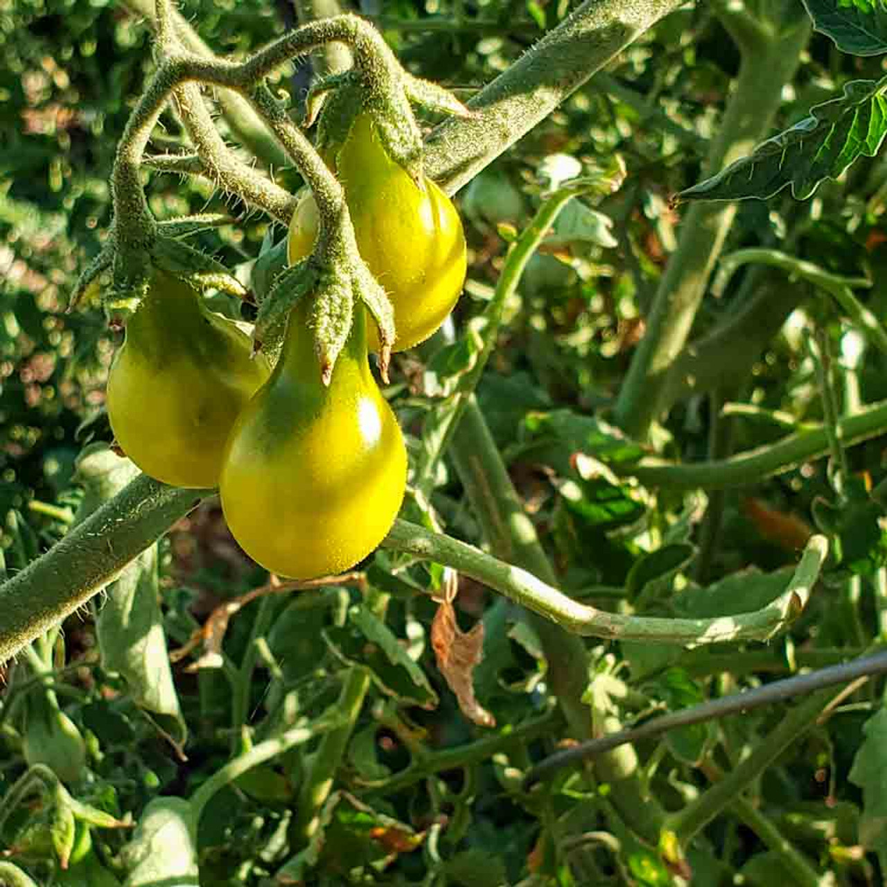 yellow tomatoes plants