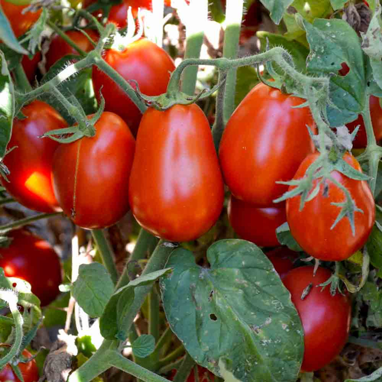 Italian Roma Tomato Seeds - (Lycopersicon lycopersicum)