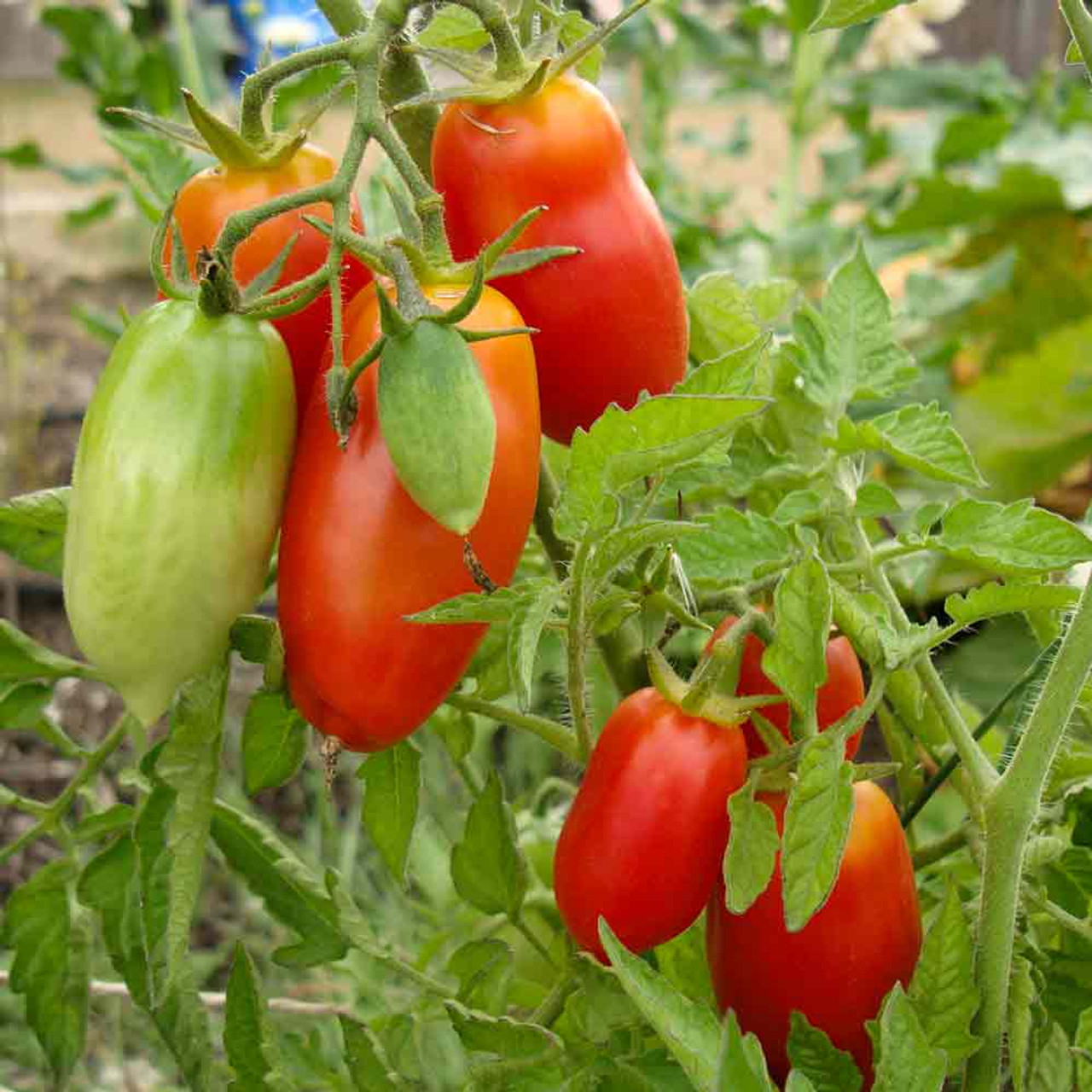 San Marzano Heirloom Tomato Seeds Terroir Seeds San Marzano Heirloom Tomato Seeds Terroir Seeds