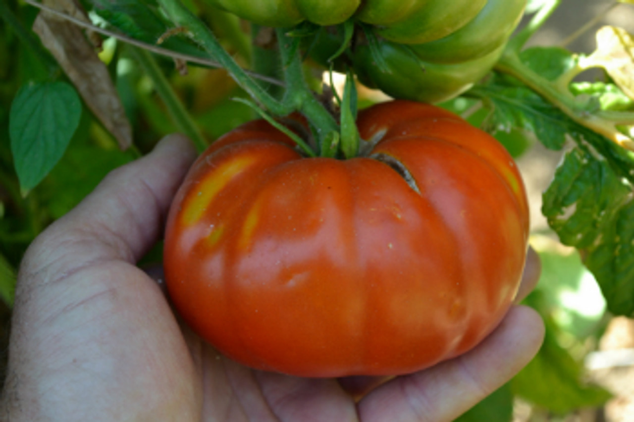 Brandywine Red Tomato Plants, Two Live Garden Plants