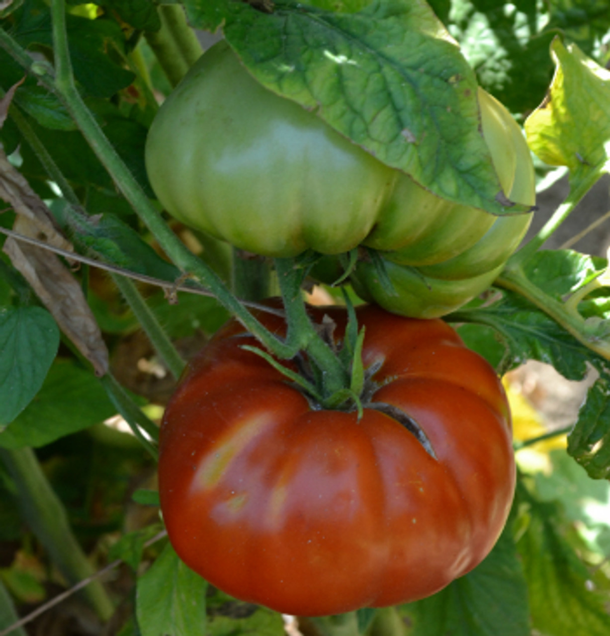 PlantFiles Pictures: Tomato 'Brandywine (Sudduth Strain)' (<i>Lycopersicon  lycopersicum</i>) by darius