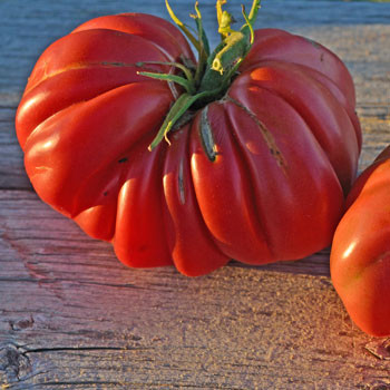 Zapotec Ribbed Tomato Seeds | Terroir Seeds