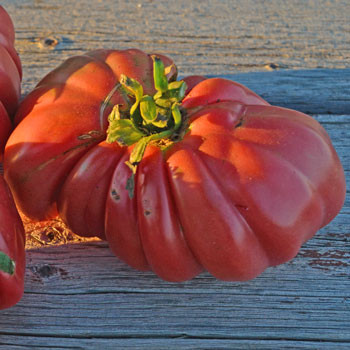 Zapotec Ribbed Tomato Seeds | Terroir Seeds