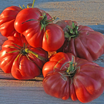 Zapotec Ribbed Tomato Seeds | Terroir Seeds