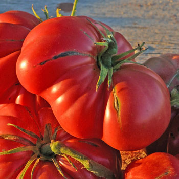 Zapotec Ribbed Tomato Seeds | Terroir Seeds