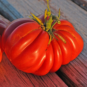 Zapotec Ribbed Tomato Seeds | Terroir Seeds