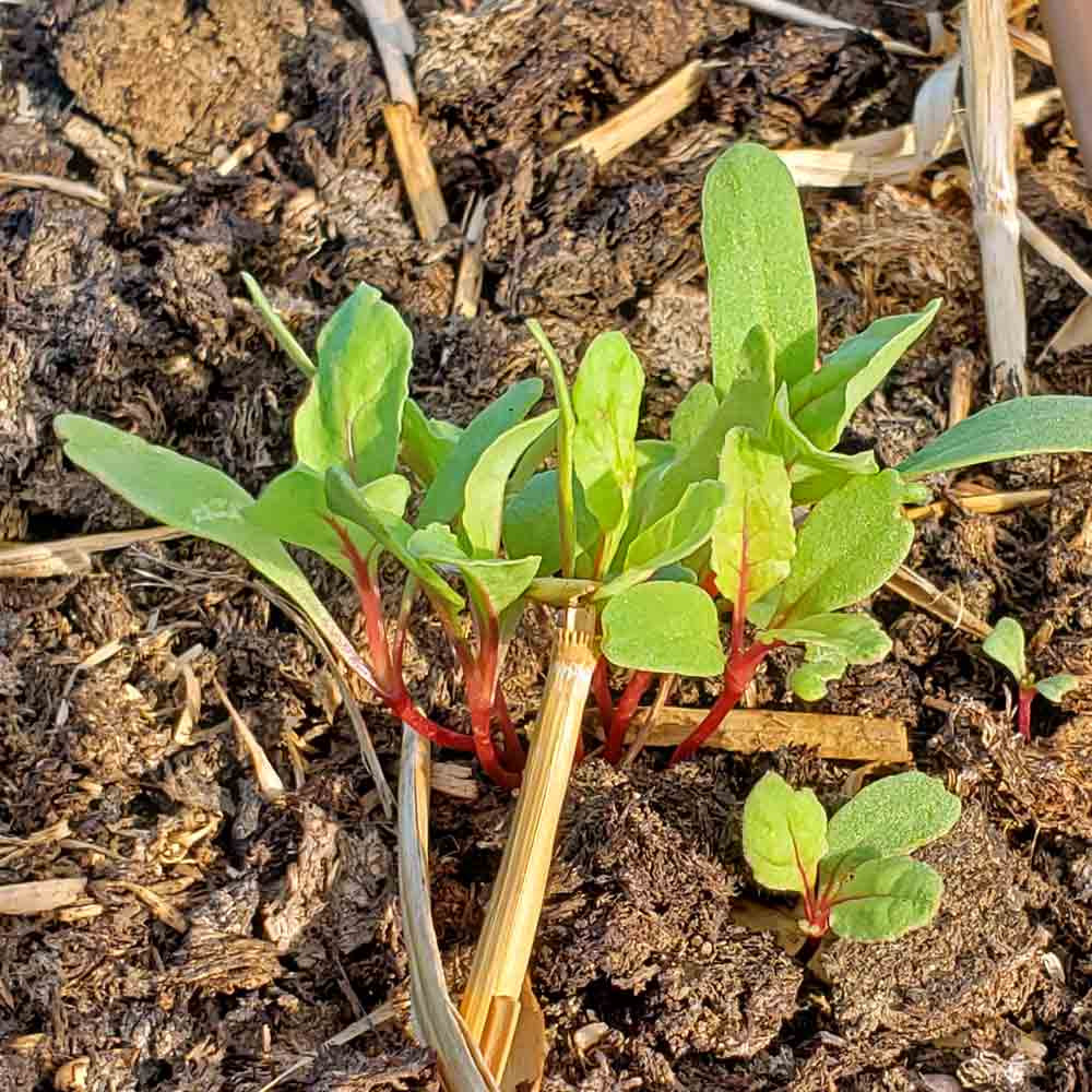 Heirloom Ruby Red Swiss Chard Seeds | Terroir Seeds