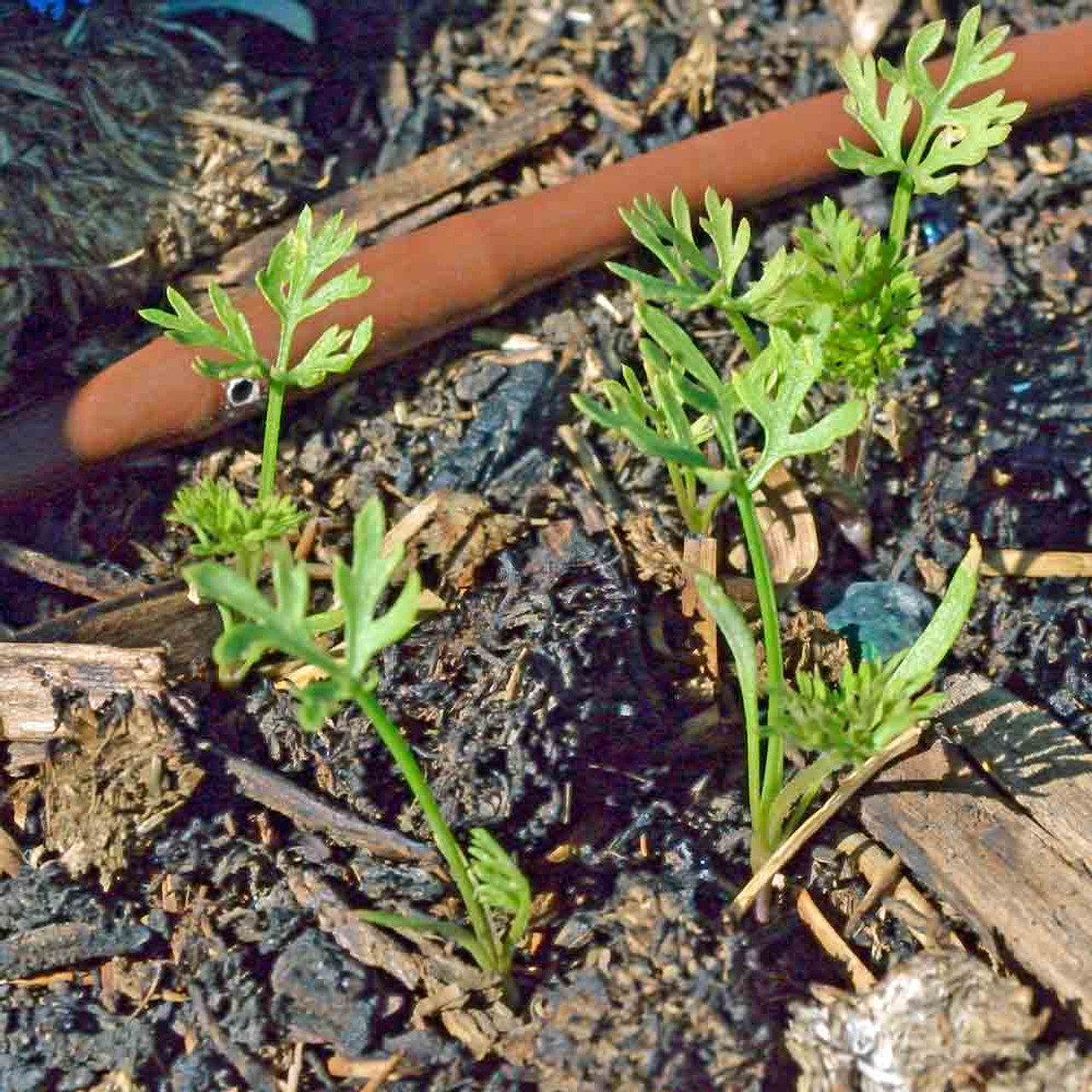 baby carrot plant