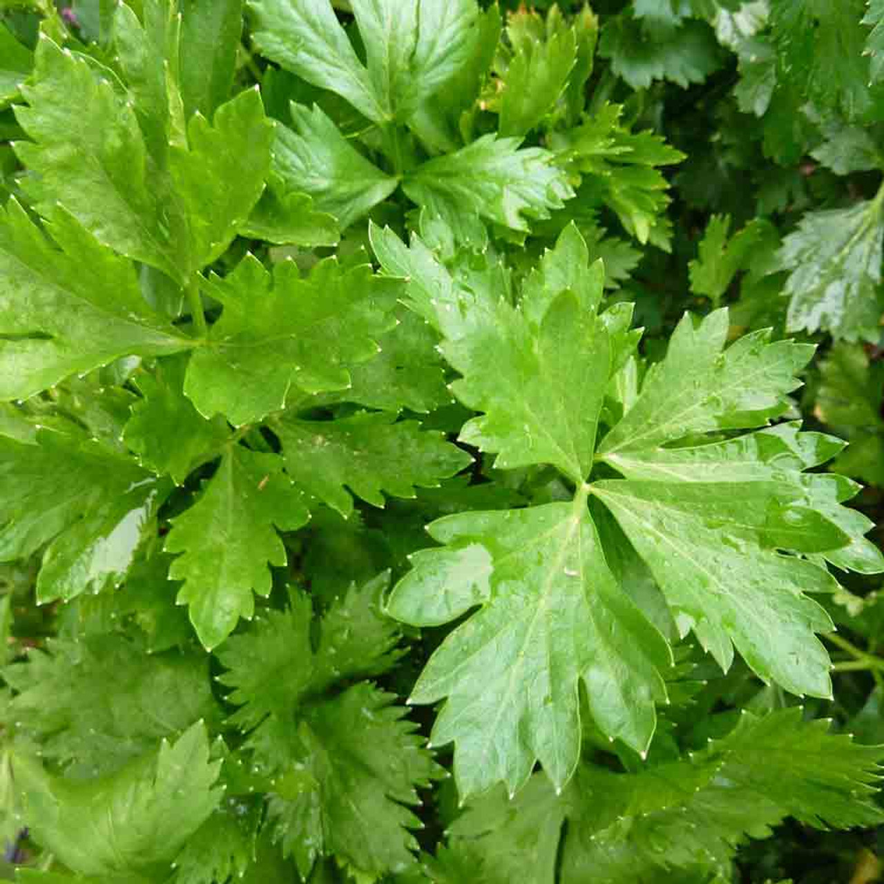 ParCel Leaf Heirloom Celery Seeds Terroir Seeds