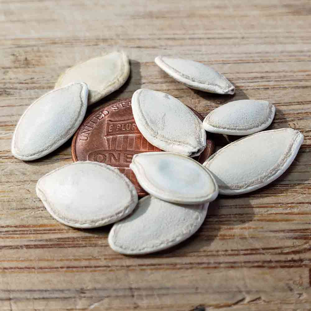 Seedeo Zucchini Black Beauty Samen – 10 Stück, BIO, Ertragreiche Buschezucchini