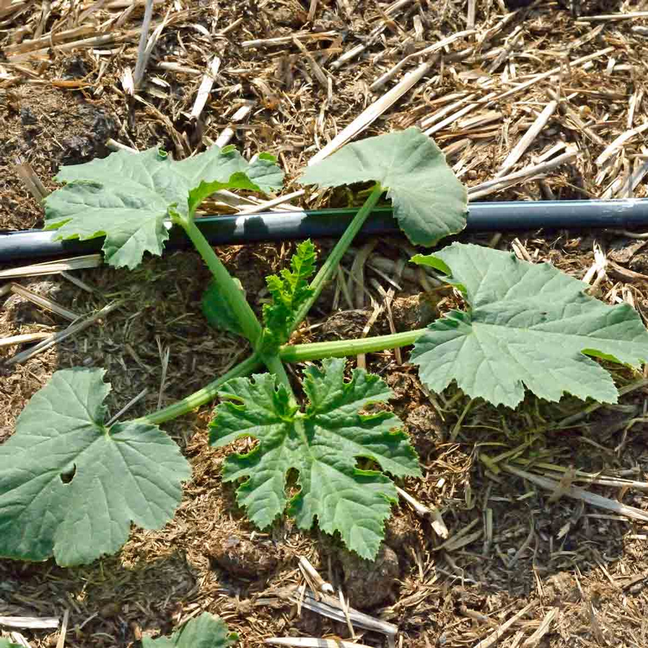 Image of Cocozelle zucchini plant with leaves