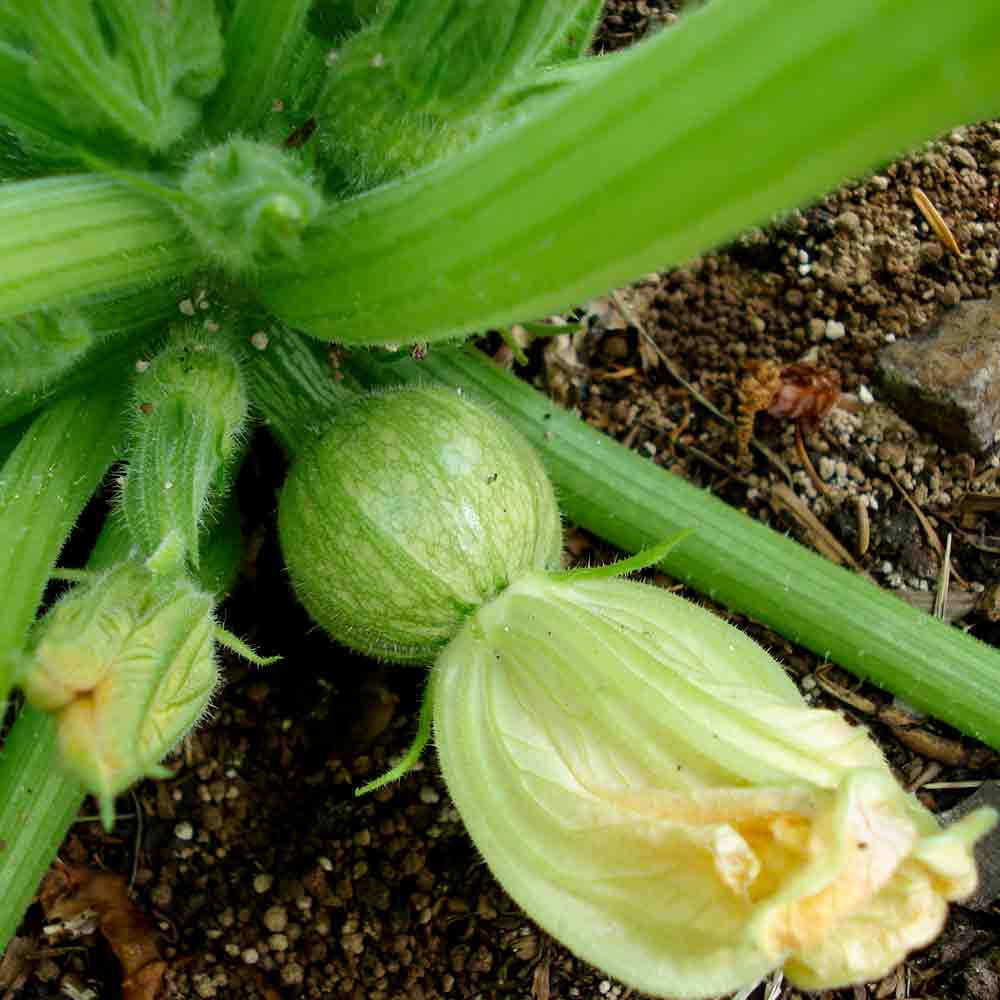 Heirloom Tonda Nizza Summer Squash Seeds | Terroir Seeds