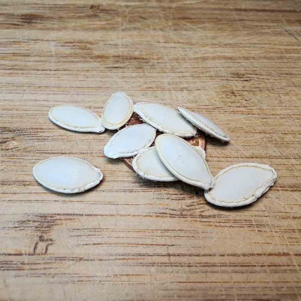 貝殻 Coluzea Groschi Heirloom Tonda Nizza Summer Squash Seeds | Terroir Seeds