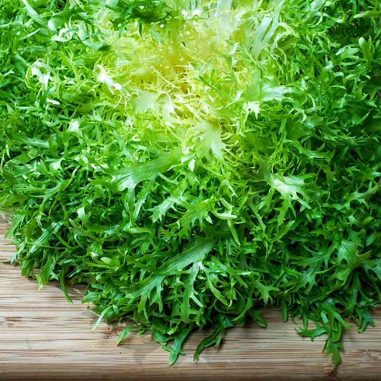 Heirloom Frisee Endive Seeds Terroir Seeds Heirloom Frisee Endive Seeds Terroir Seeds