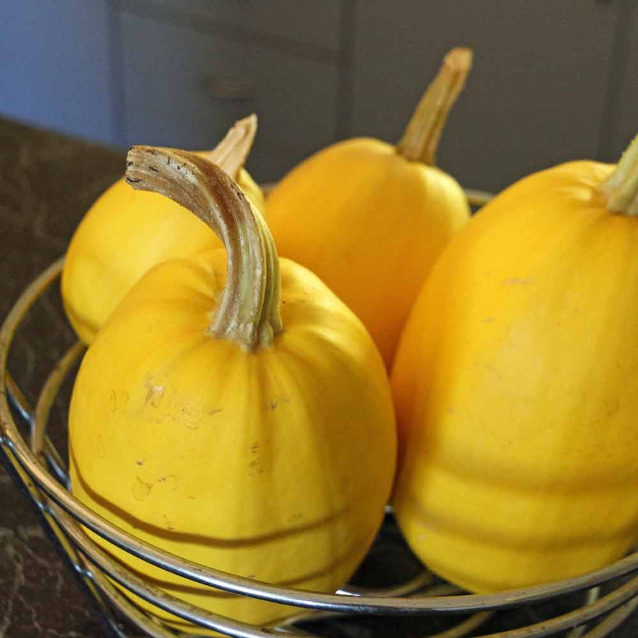 Heirloom Spaghetti Winter Squash Seeds Terroir Seeds