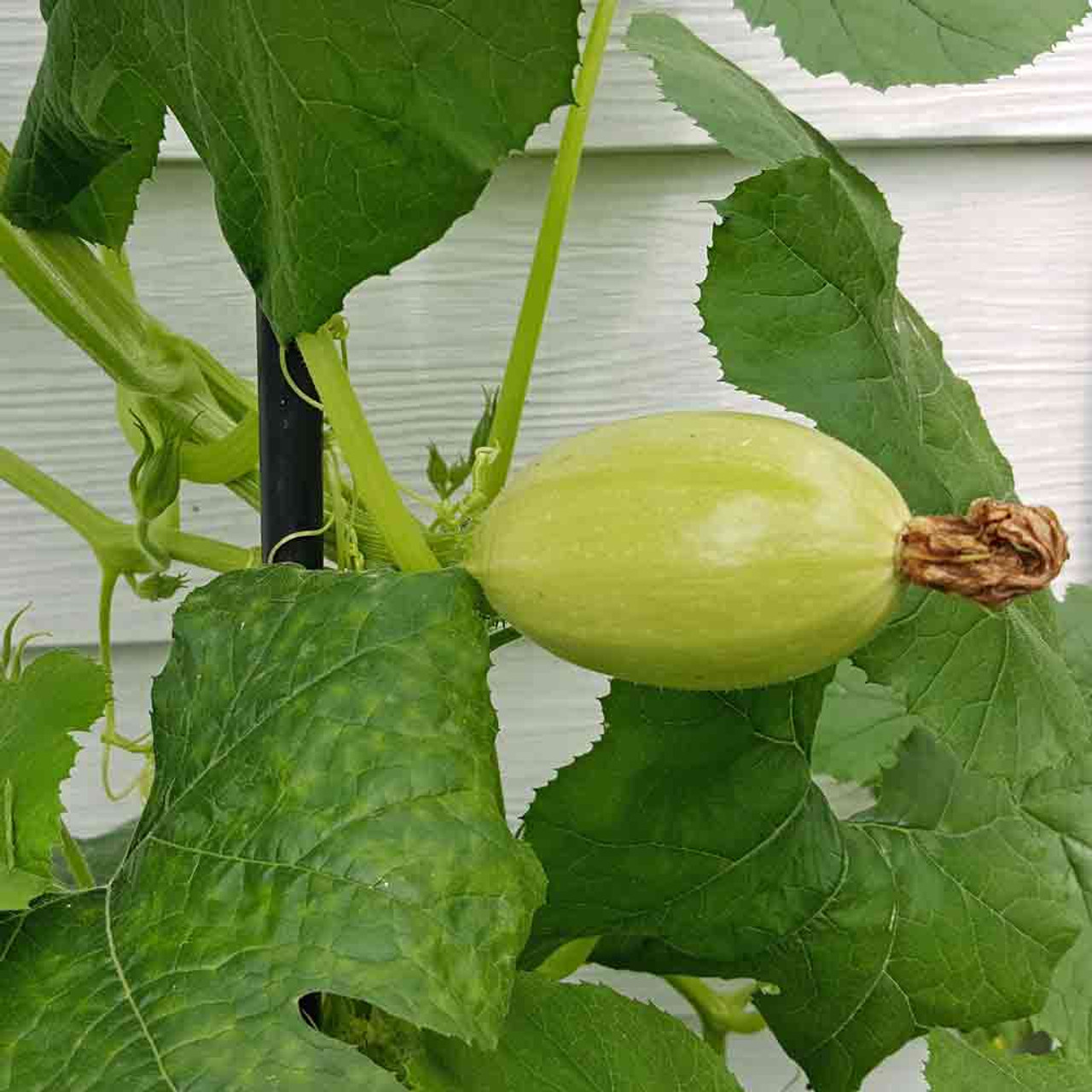 Heirloom Spaghetti Winter Squash Seeds Terroir Seeds Heirloom Spaghetti Winter Squash Seeds Terroir Seeds