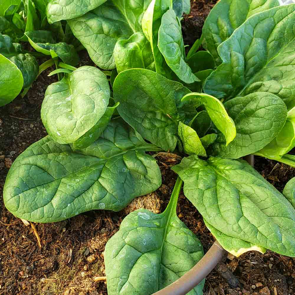 Giant Nobel Spinach Seeds - (Spinacia oleracea)