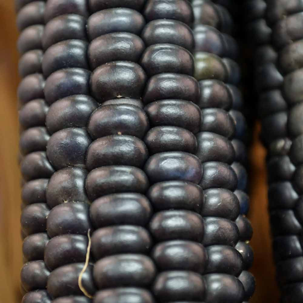 Hopi Blue Heirloom Corn Seeds | Terroir Seeds