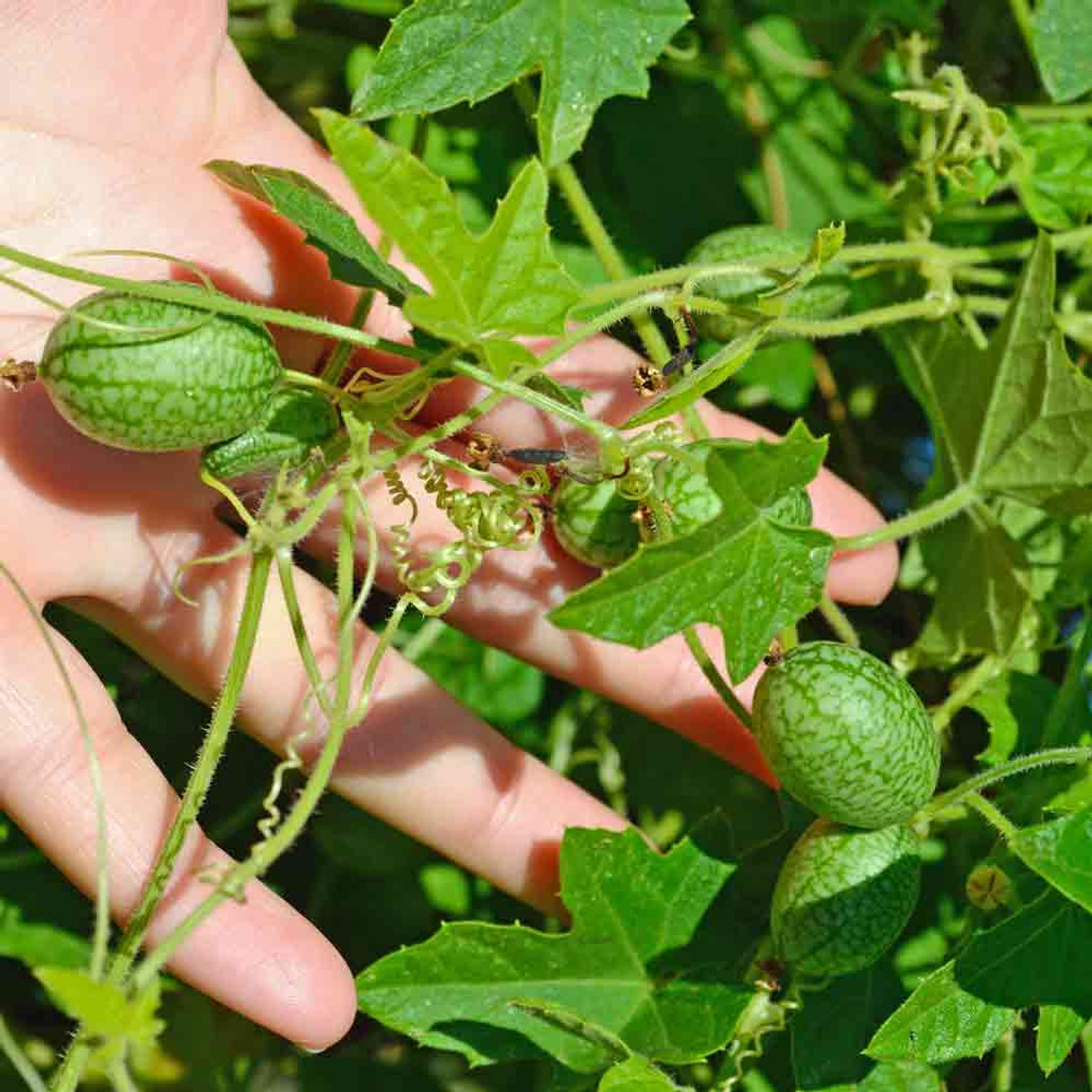 Cucamelon Mexican Sour Gherkin Mouse Melon Sandita Little Watermelon  Heirloom Premium Seeds Packet