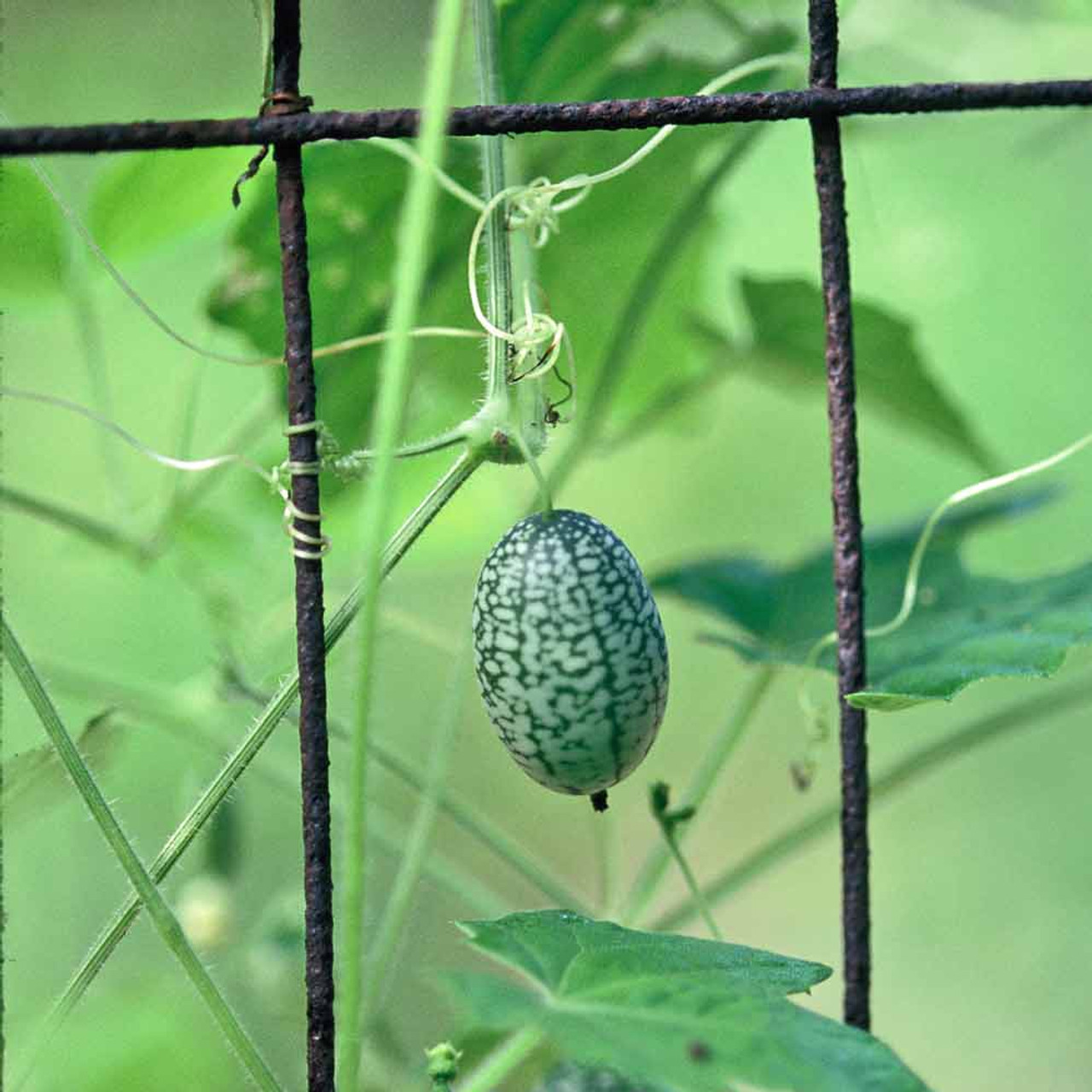 How to Grow Cucamelons - a Surprisingly Charming Little Fruit