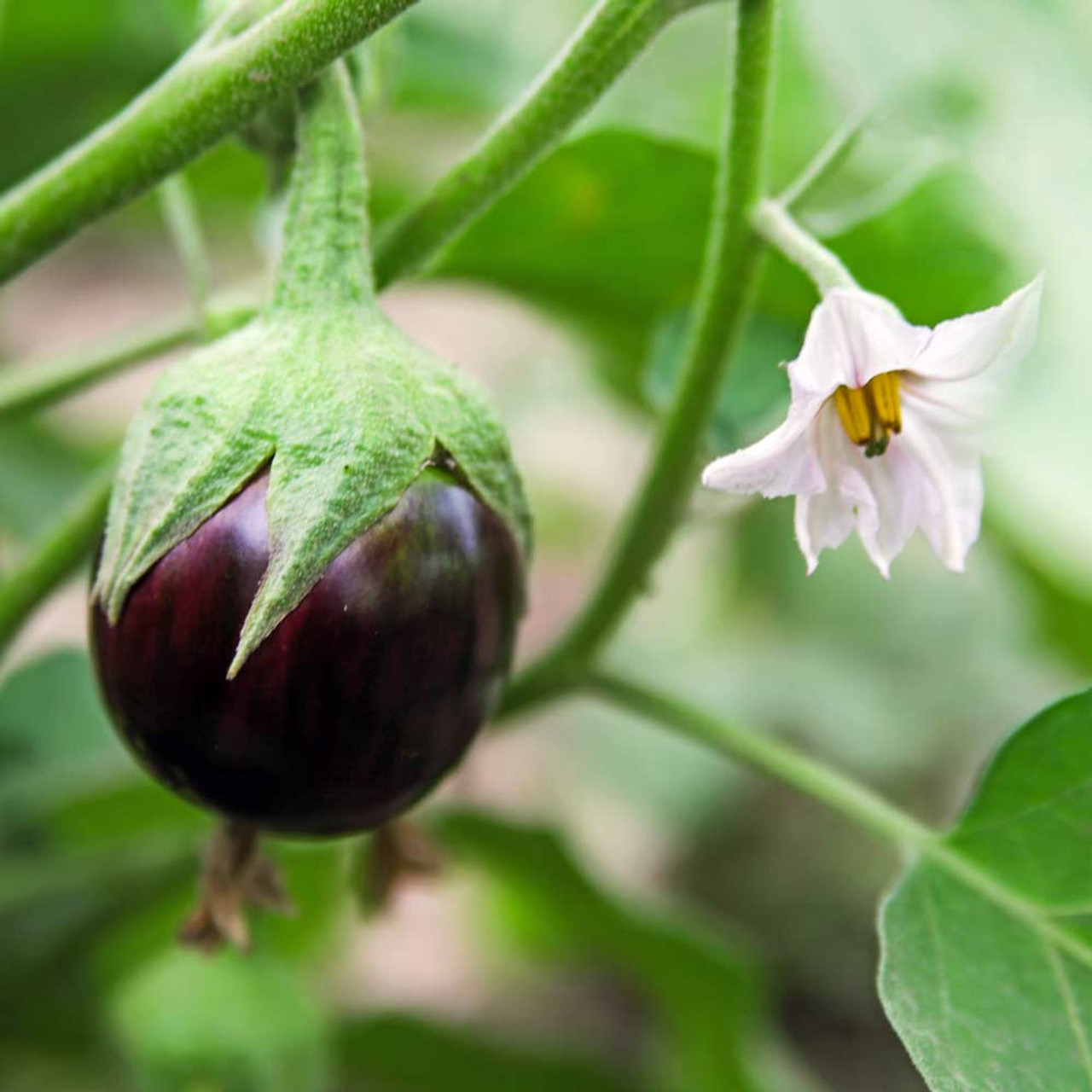 Scarlet Eggplant Fruiting Plant Genus Solanum Stock Photo 1009133449