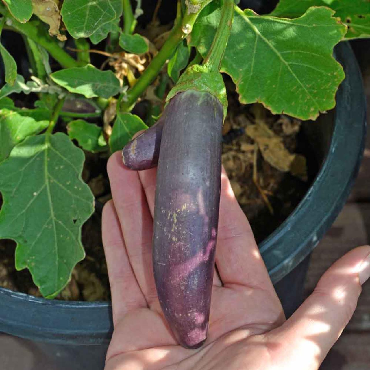 japanese eggplant plant