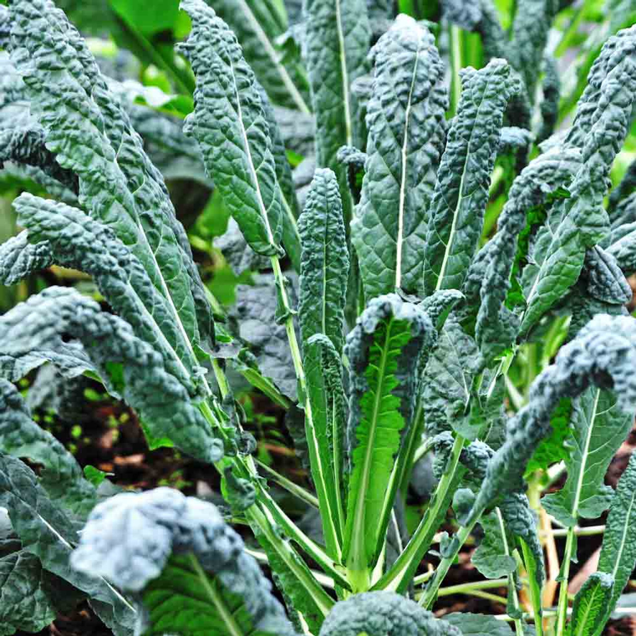 20 Seeds Lacinato Kale Brassica oleracea Dinosaur KALE Black Tuscany vegetable 