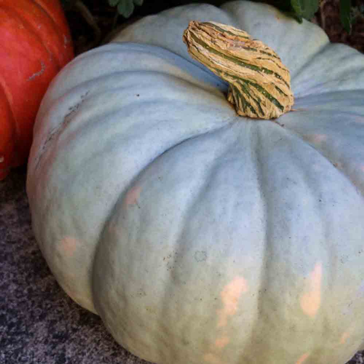 Heirloom Jarrahdale Pumpkin Seeds