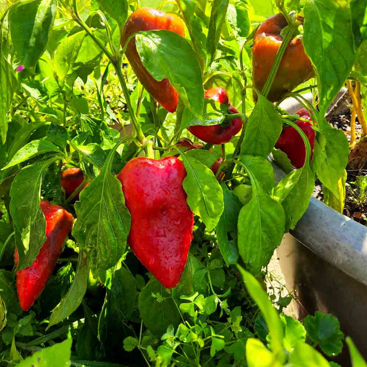 Long Red Cayenne Pepper Seeds (Capsicum annuum)