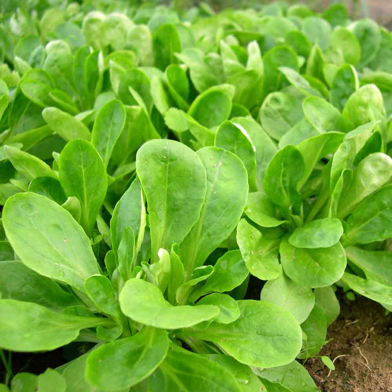 Corn Salad, Mache, Lambs Lettuce Stock Image - Image of agriculture,  natural: 38354893