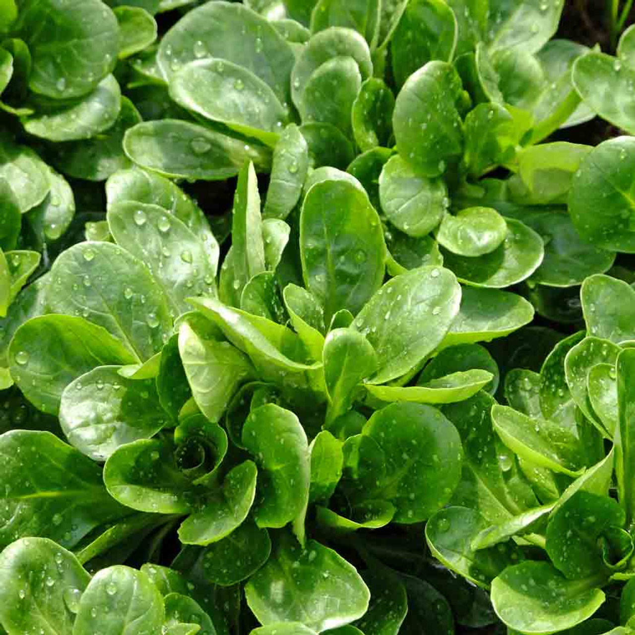 Corn Salad/Lamb's Lettuce/Mache Seeds - (Valerianella locusta)