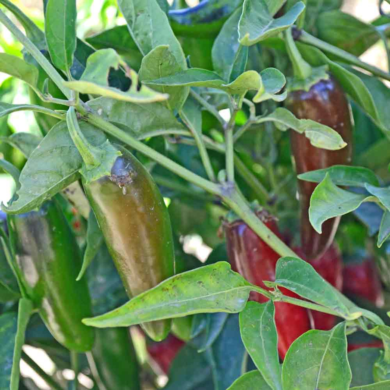 Jalapeno Early Vegetable Seeds Heirloom select QTY hot pepper Pepper 