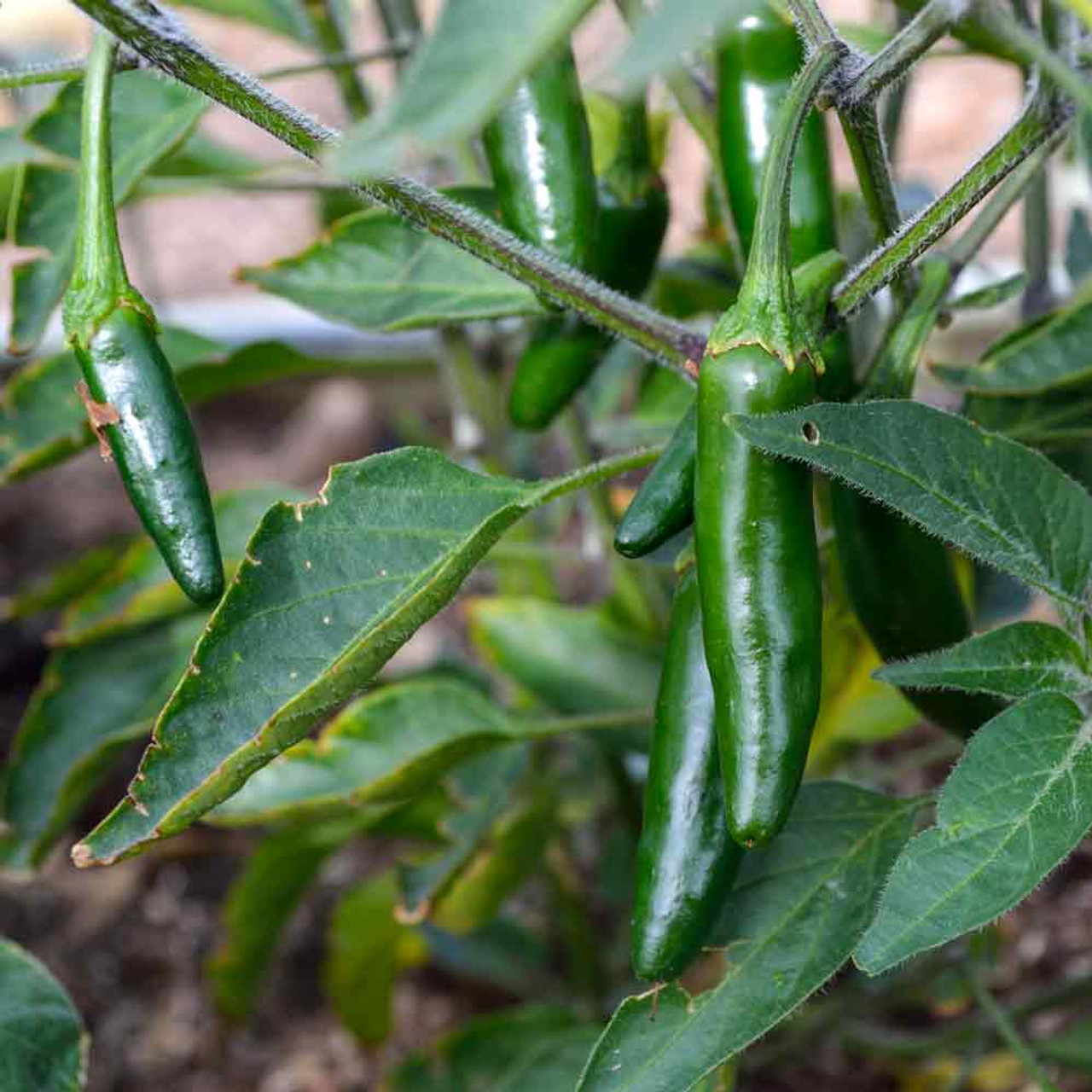 Serrano Tampiqueño Pepper Seeds