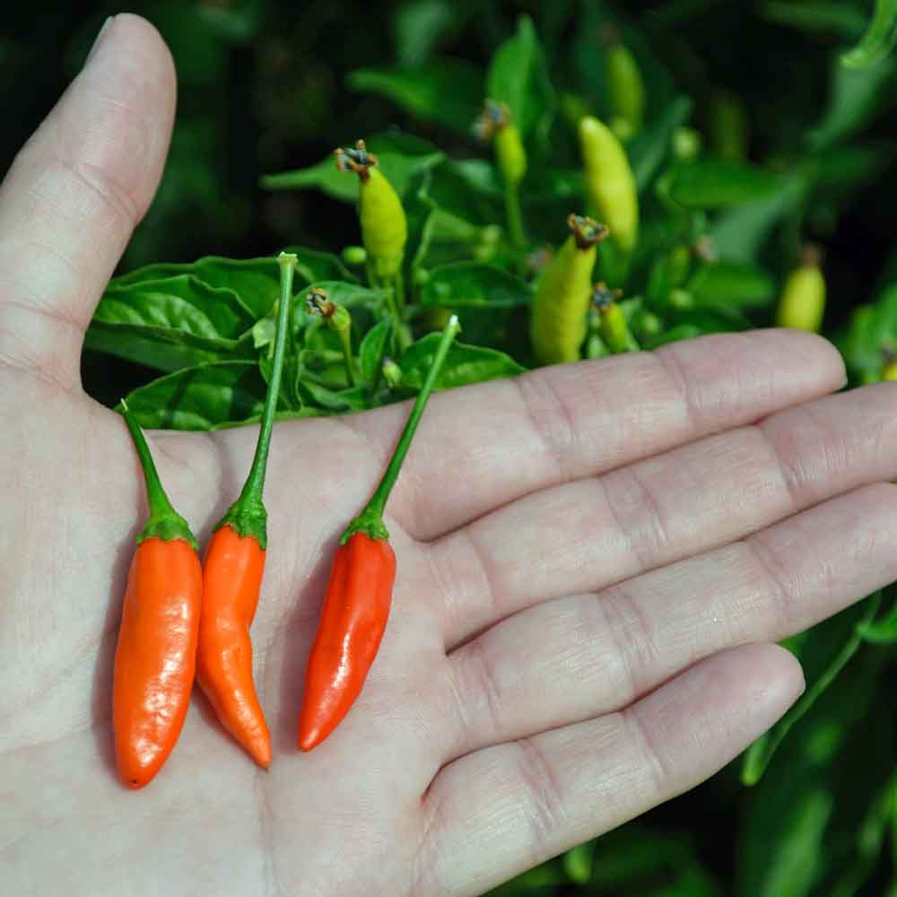Tabasco Heirloom Pepper Seeds | Terroir Seeds