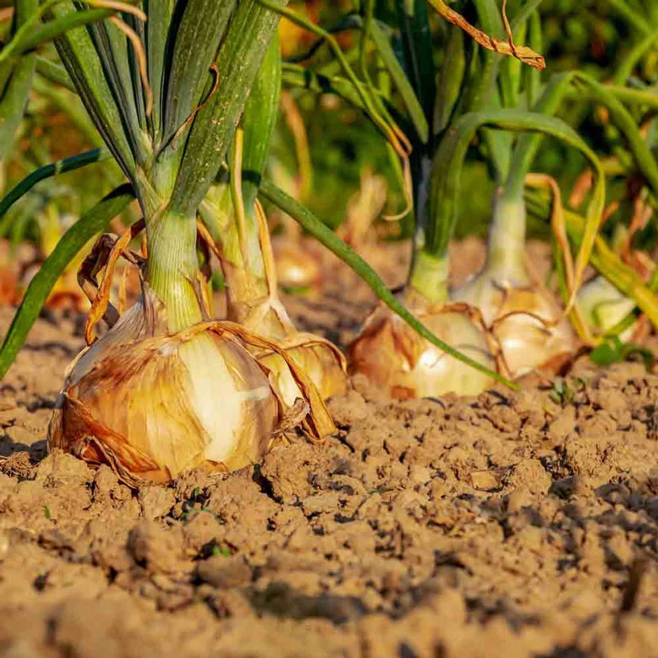 yellow onion plants